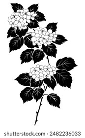 Silhouette of a branch of viburnum growing with black leaves and white flowers, creating a delicate contrast