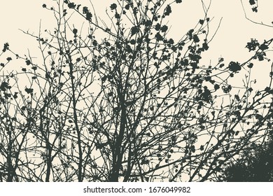 Silhouette of branches with berries. detailed vector illustration