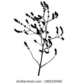 Silhouette of branches with buds and stems. The stem of dry grass. Vector. Isolated illustration. Isolated background.