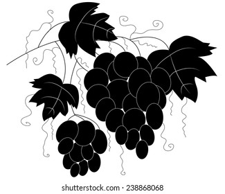 Silhouette of branches of grapes isolated on white background