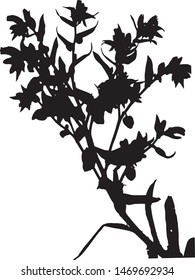Silhouette of branches with leaves and flowers. Close-up. Inflorescence plants. weed with flowers and leaves. Medicinal plant. Isolated vector illustration Black on white.