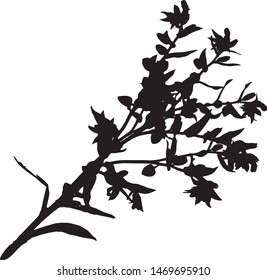 Silhouette of branches with leaves and flowers. Close-up. Weed. Medicinal plant. Isolated vector illustration Black on white.