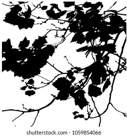 Silhouette of branches with leaves and flowers. Spring tree. Isolated vector illustration. Black and white. Twisted branches.