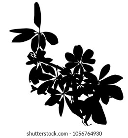 Silhouette of branches with leaves. Spring, summer. Young shoots. Isolated image on white background. Vector illustration.
