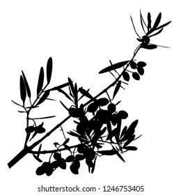 Silhouette branches of olive. Black color. Gathering olives. Hanukkah. Branch of olive tree with leaves and berries. Elegant pattern. Isolated background.