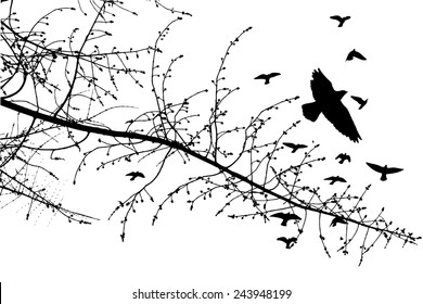 Silhouette of branches of a tree with birds