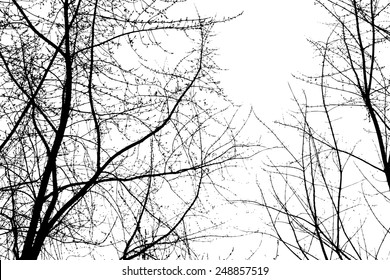 Silhouette of branches of a tree with birds. Vector