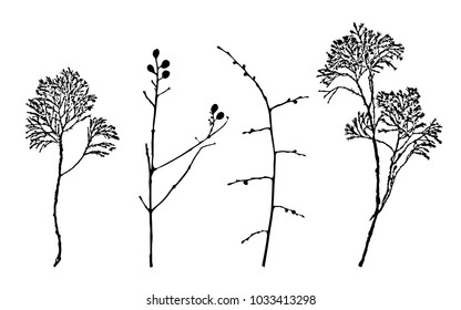 Silhouette of branches of trees and bushes. Vector illustration.