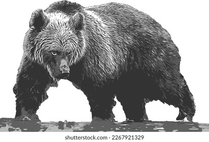 Silueta de un oso pardo en la ilustración del vector del río.