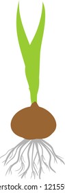 Silhouette of brown germinated bulb of gladiolus with green leaves and roots isolated on white background