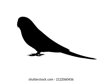 Silhouette of a budgie. Vector illustration of a black silhouette of a budgerigar parrot isolated on a white background. Side view, logo, icon.