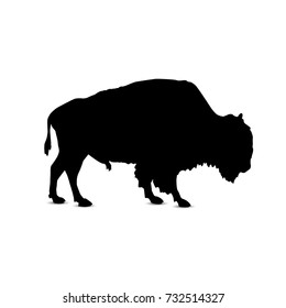 Silhouette of buffalo.