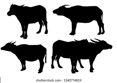 Silhouette of Buffalo isolated on the white background Thai Buffalo on white background Buffalo in Thailand
