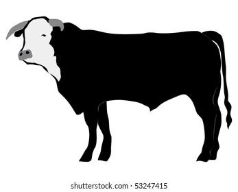 silhouette of bull