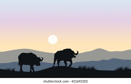 Silhouette of bull in hills at the morning