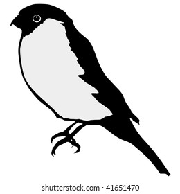 silhouette of bullfinch