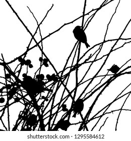 Silhouette. Bush in the field. Winter. Branches without leaves. A group of well-fed sparrows on the branches. Isolated vector drawing. Illustrator 10. Close-up. Isolated background.