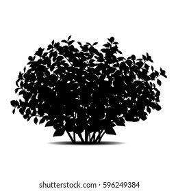 silhouette bush with leaves and shadow on white background