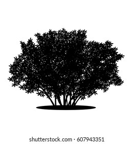 silhouette bush with leaves and shadow on white background