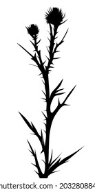 Silhouette of a bush of a medicinal plant thistle on a white background