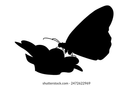 silhouette of butterfly and flowers vector illustration
