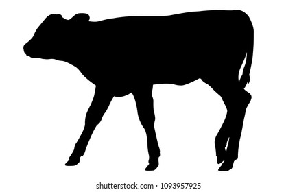 Silhouette Of A Calf