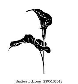 Silhouette von calla flower.Decorative botanische Element.Vektorgrafiken.
