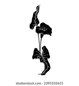 Silhouette de flor de calla.Elemento botánico decorativo.Gráficos vectoriales.