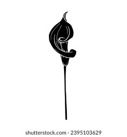 Silhouette de flor de calla.Elemento botánico decorativo.Gráficos vectoriales.