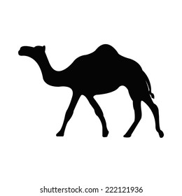 Silhouette of a camel