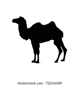 Silhouette of camel.