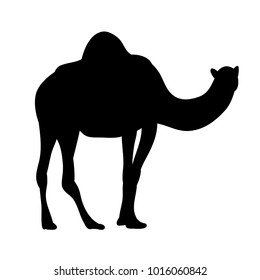 silhouette of a camel on a white background