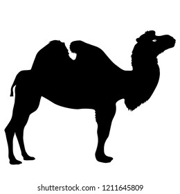 Silhouette of the camel on a white background