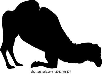 Silhouette des Kamels auf weißem Hintergrund.