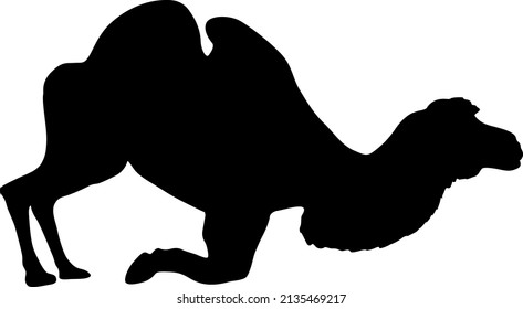 Silhouette of the camel on a white background.