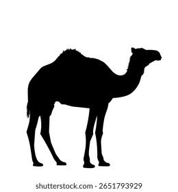 Silhouette of a camel in side view, featuring a single hump and long legs. Black desert animal illustration perfect for travel, safari, or cultural themes