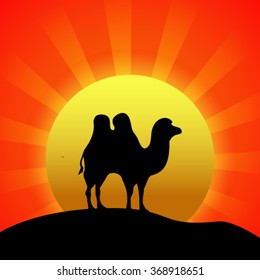 Silhouette of camel at sunset.