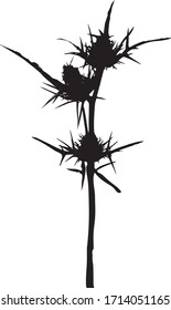 Silhouette of a camel thorns plant. Prickly grass grows in the wasteland. The nature of Israel. Family - Asteraceae. Isolated vector illustration Black on white.