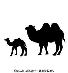 Silhouette of camel and young small camel. Vector illustrator