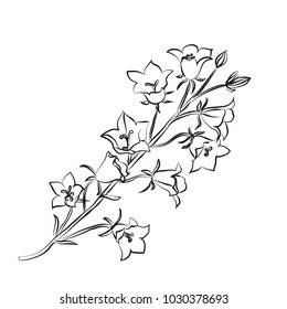 Silhouette Campanula . Black outline on white background. Vector illustration.