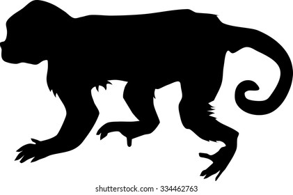 silhouette of Capucin Monkey