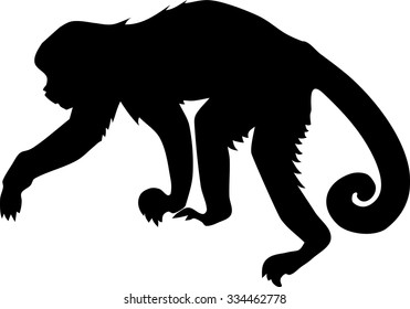 silhouette of Capucin Monkey