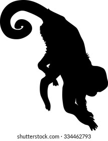 silhouette of Capucin Monkey