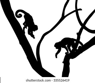 silhouette of Capucin Monkeys on tree branch