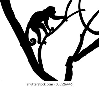 silhouette of Capucin Monkeys on tree branch