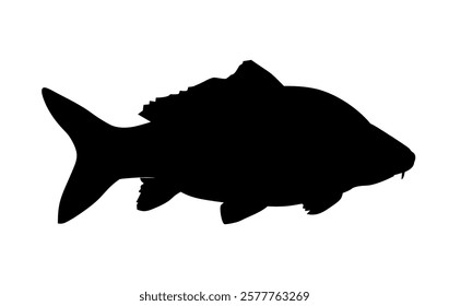 Silhouette of carp fish, side view. Vector illustration. Black silhouette isolated on white background