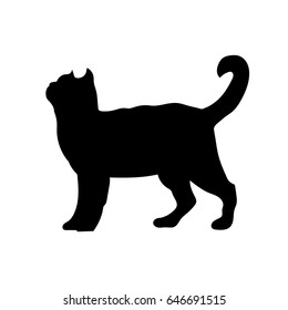 silhouette of a cat