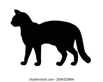 silhouette of a cat isolated on a white background