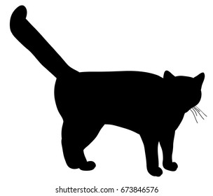 Silhouette of the cat that is coming
