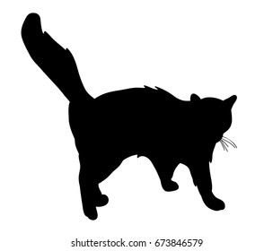 Silhouette of the cat that is coming